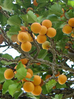 Aprikos, Prunus armeniaca