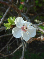 Aprikos, Prunus armeniaca, blomma