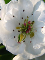 Päron, Pyrus communis, blomma