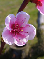 Persika, Prunus persica, blomma