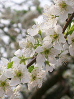 Plommon, Prunus domestica, blommor