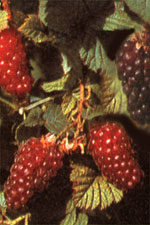 Tayberry