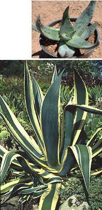 Aloe och Agave