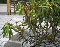 Rhododendron - gula blad