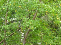 Vildplommon, Prunus domestica
