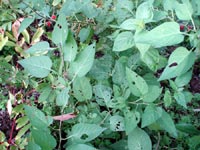 Besksöta, Solanum dulcamara