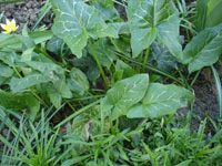 Arum italicum, italienska munkhättor