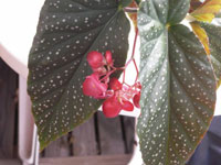 Fläckbegonia! Begonia Corallina-grupp 'Luzerna'
