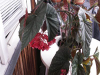 Fläckbegonia! Begonia Corallina-grupp 'Luzerna'