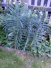 Euphorbia lathyris, korstörel.