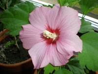 Hibuscus, H. rosa-sinensis