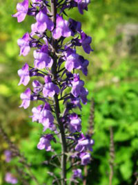 Purpursporre, Linaria purpurea
