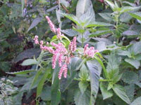 Pilört, Persicaria lapathifolia