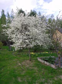 Prunus-art