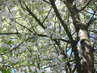 Fylldblommigt fågelbär, Prunus avium 'Oxhjärta'