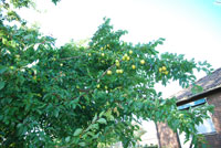 Körsbärsplommon, Prunus cerasifera