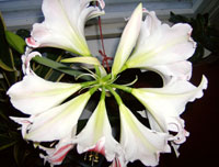 Amaryllis, 8 blommor på en stjälk