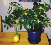 En citron i apelsinträdet