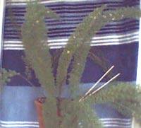 Asparagus densiflorus 