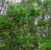 Acacia dealbata, silverakasia