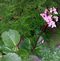 Bergenia cordifolia