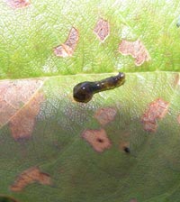 Fruktbladsstekelns (Caliroa cerasi) larv