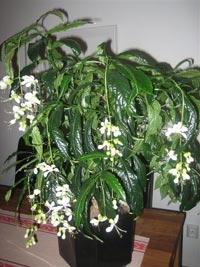 Slöjklerodendrum, Clerodendrum wallichii