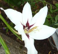 Doftlilja, Gladiolus murielae