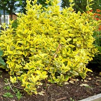 Euonymus fortunei 'Gold Prince'