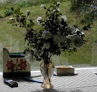 Finlands vita ros, Rosa pimpinellifolia 'Plena'