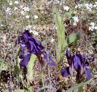 Iris pumila, småiris