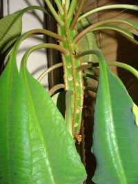 Kameuforbia eller skvätt-i-väg, Euphorbia leuconeura