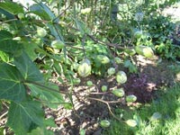 Vaxklocka, Kirengeshoma palmata