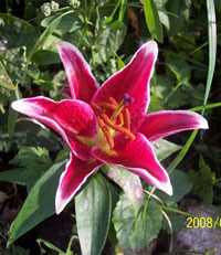 Orientalisk lilja, ev. av sorten 'Stargazer'