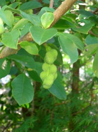 Frökapslar från Magnolia