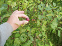 Körsbärsplommon, mirabeller, Prunus cerasifera