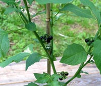 Nattskatta, Solanum nigrum ssp. nigrum