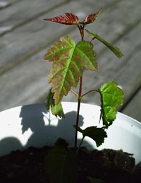 Acer campestre, näverlönn