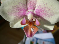 Ohyra på orkidé