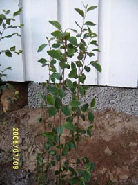 Häckoxbär, Cotoneaster lucidus