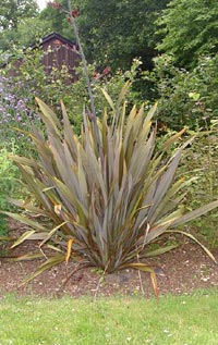 Phormium tenax, nyzeeländskt lin