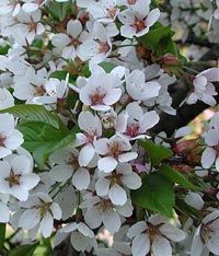 Prunus serrulata 'Holly Jolivette'
