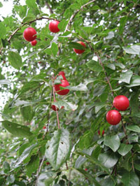 Körsbärsplommon, Prunus cerasifera