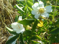 Vit stenros, Rosa canina ssp. canina