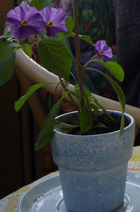 Potatisblomma, Solanum rantonettii