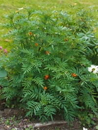 Tagetes tenuifolia