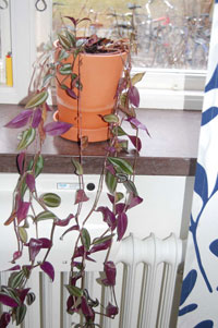 Vandrande jude, Tradescandia albiflora