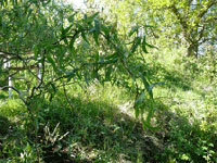 Trollpil, Salix babylonica 'Tortuosa'