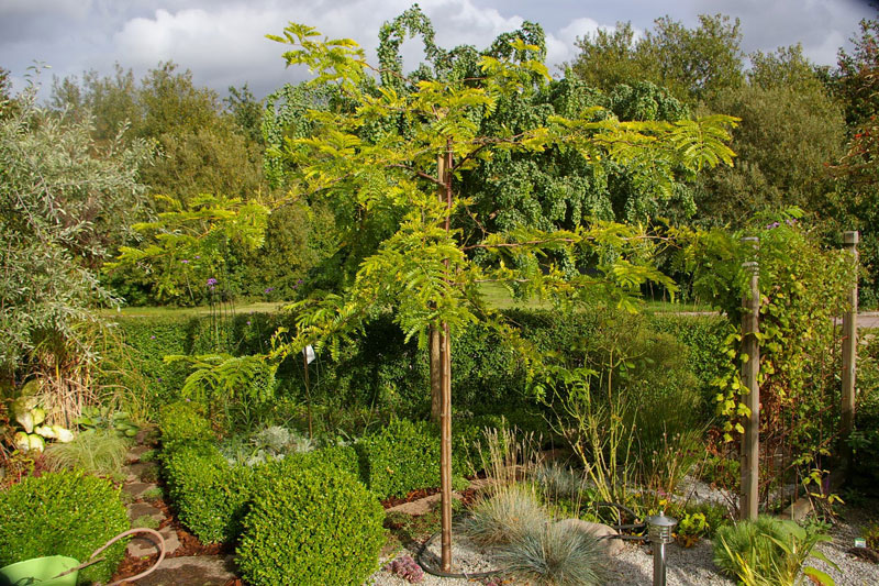 Katta jinsiy olatni qin ichiga thrust va eshak ichida kokrak tromboz.