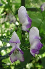 Aconitum, stormhatt